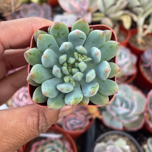 May 2024 Succulent Subscription Box