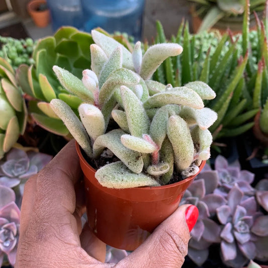 February 2024 Succulent Subscription Box