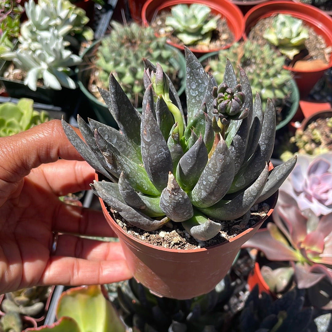 black knight succulent plant Echeveria Black Knight
