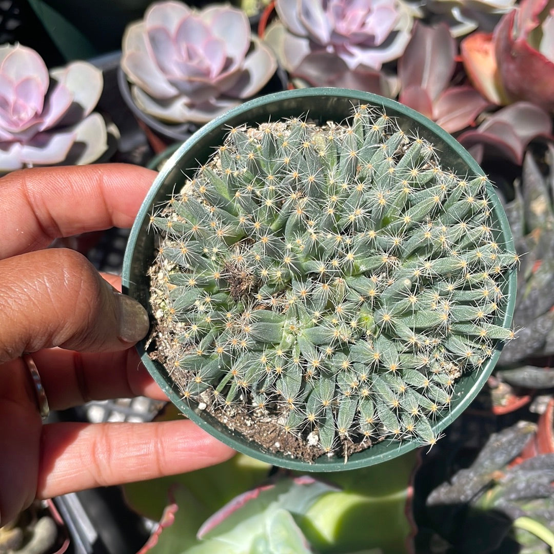 Trichodiadema - Miniature Desert rose