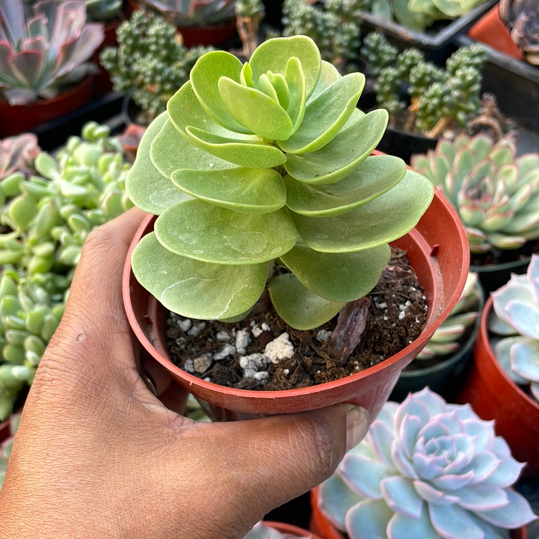 Portulaca Molokiniensis