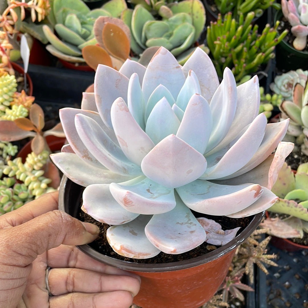 Graptoveria ‘Platinum’