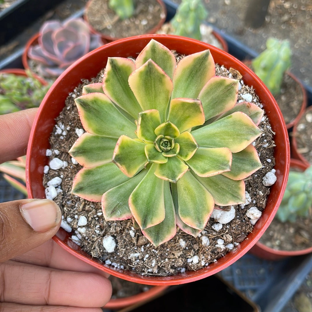 sweet succulent Aeonium ‘Sweet tea’ rare imported succulent