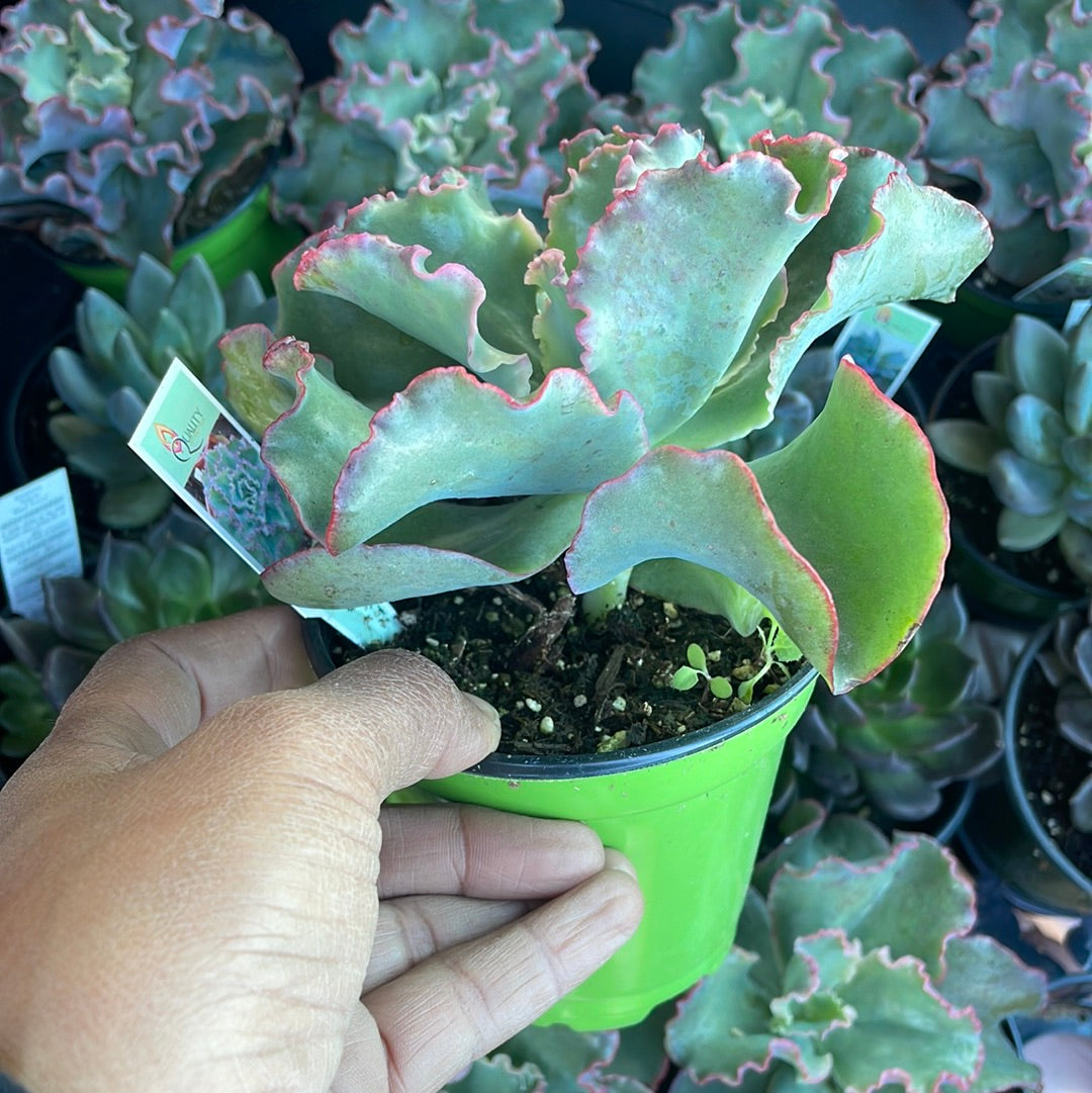 Echeveria Dick’s Pink