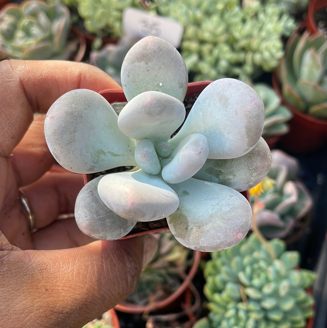 Chonky Trio