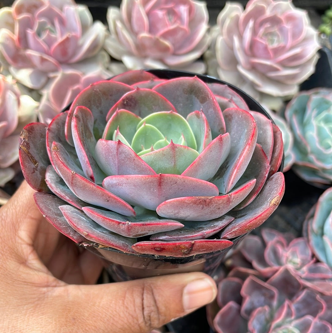 Echeveria ‘Persia’ Succulent