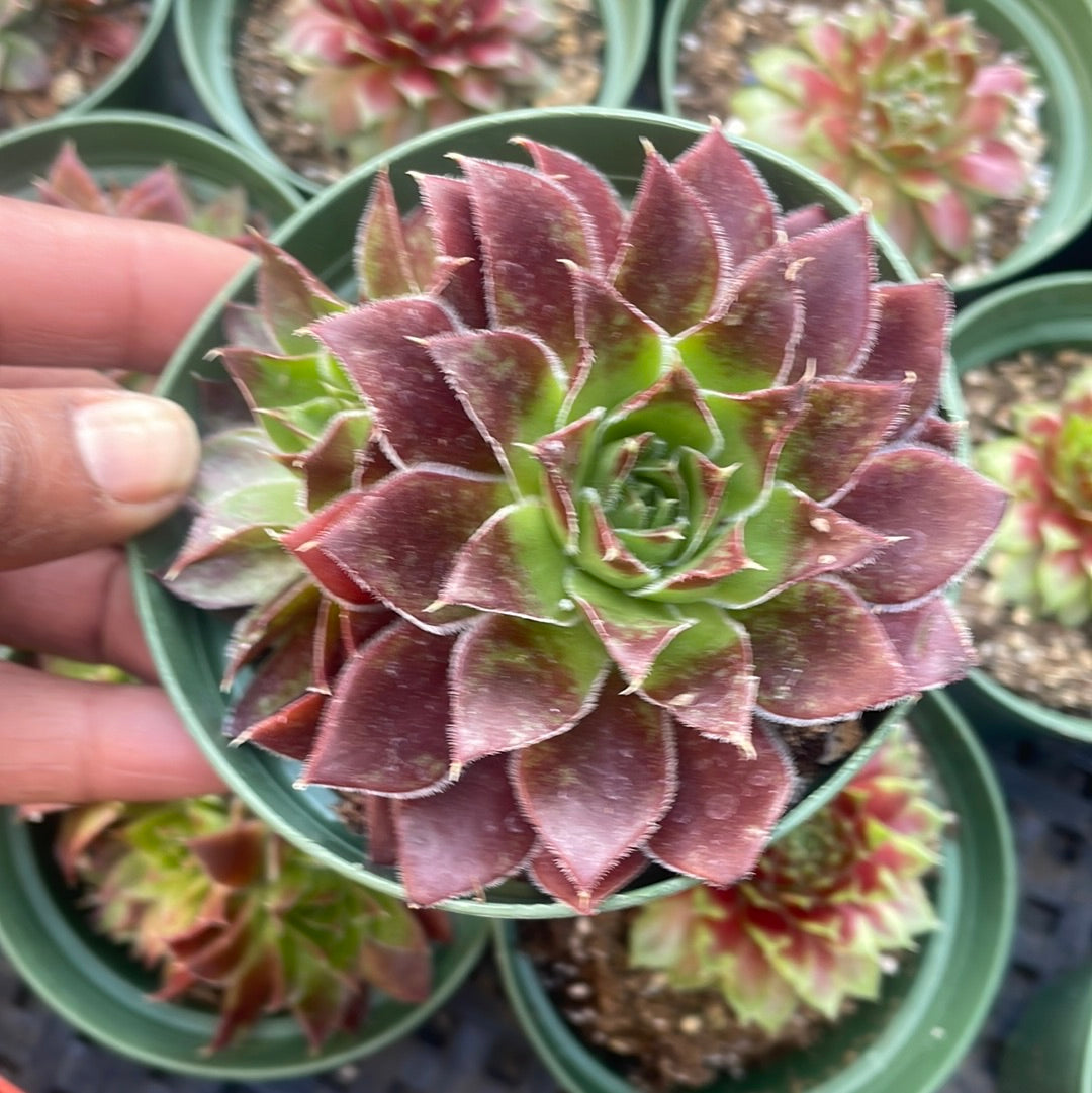 Sempervivum heuffelii var Cold Hardy Succulent
