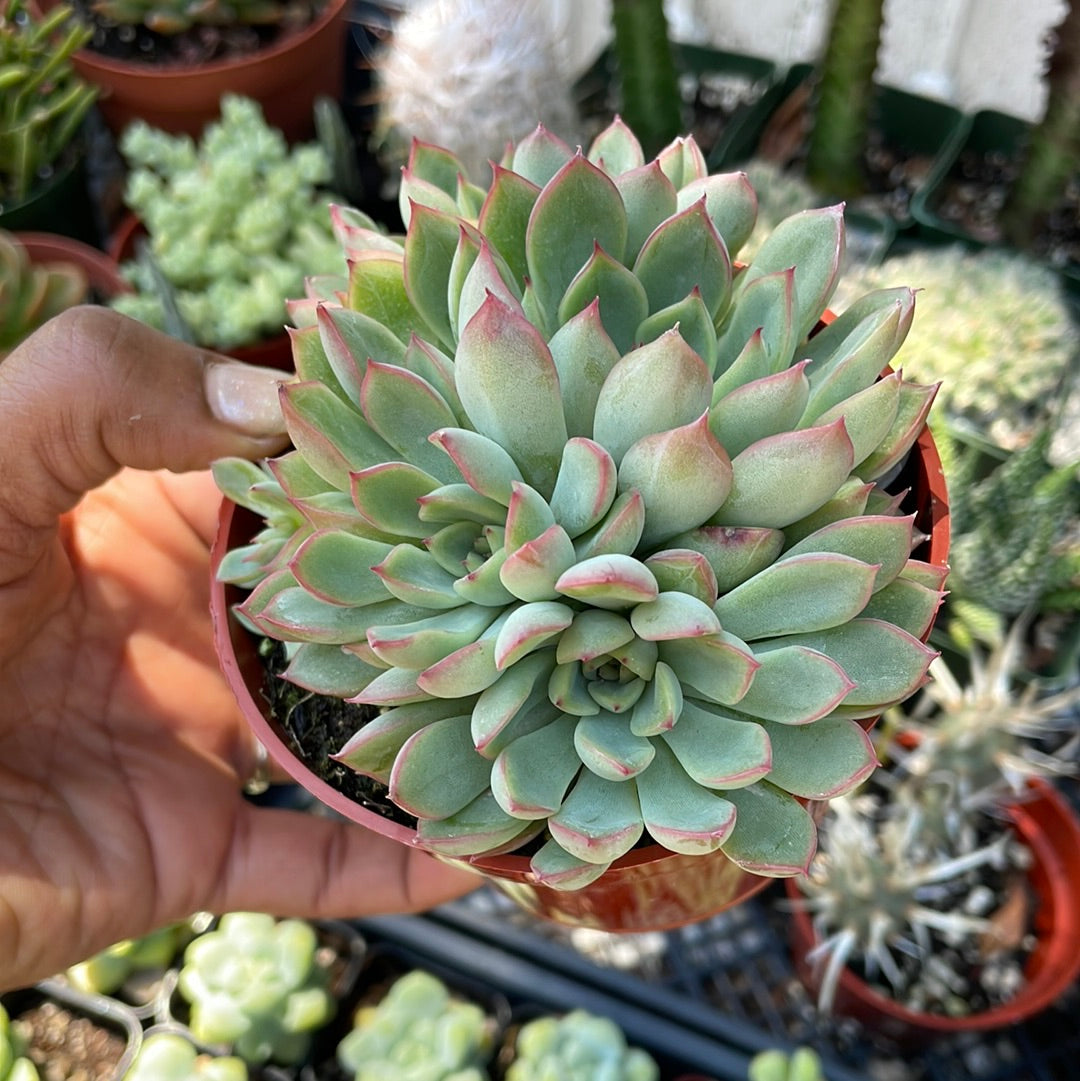 Echeveria Pulidonis Cluster