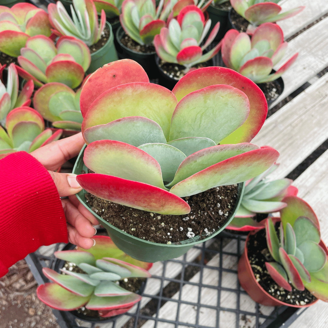 paddle succulent plant Kalanchoe luciae Flapjack 4 Inch