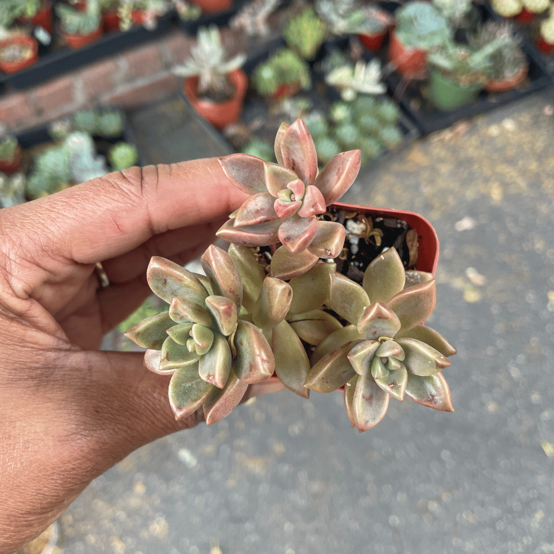 vera higgins succulent care Graptosedum Vera Higgins