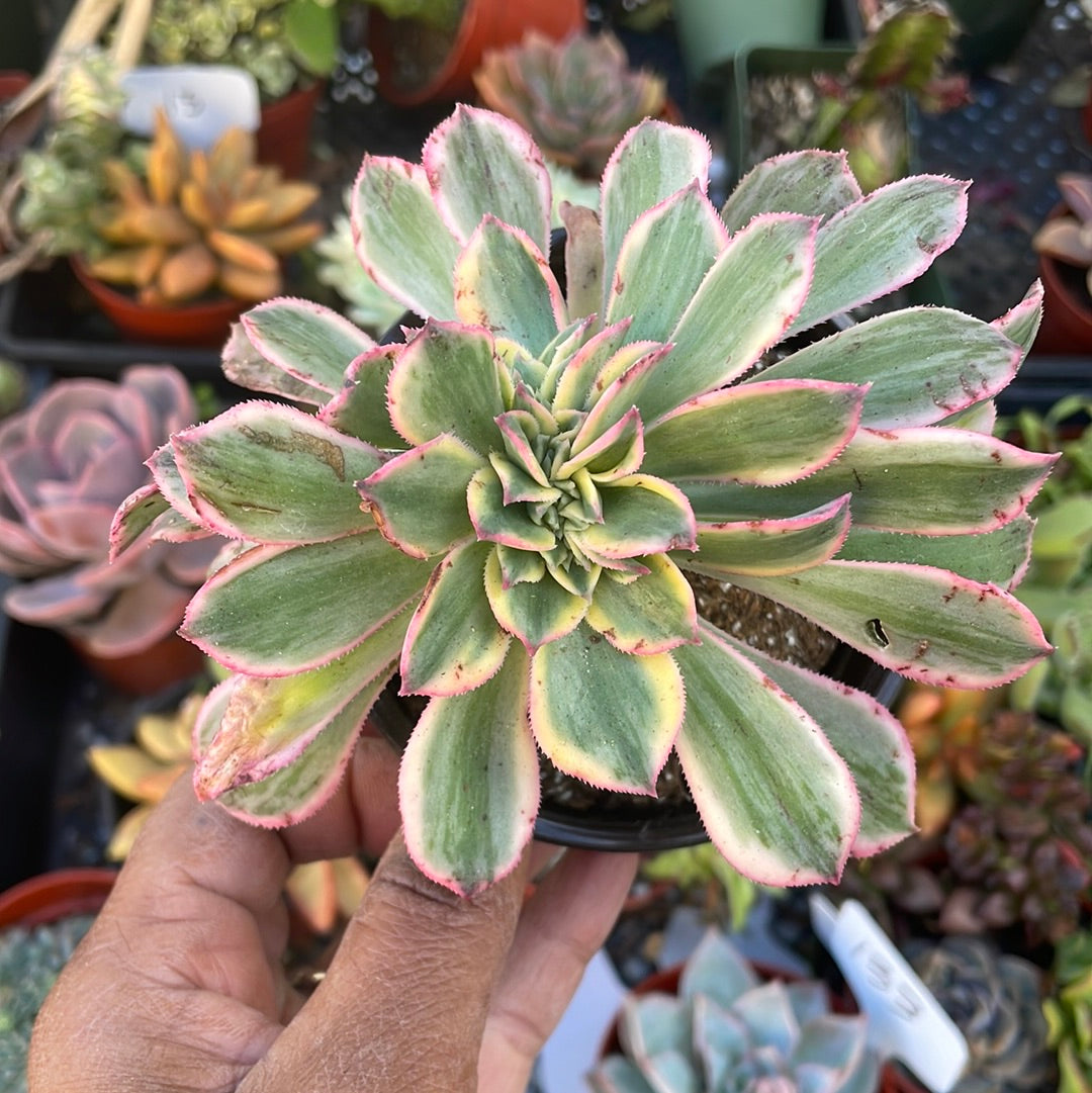 Crested Aeonium Sunburst