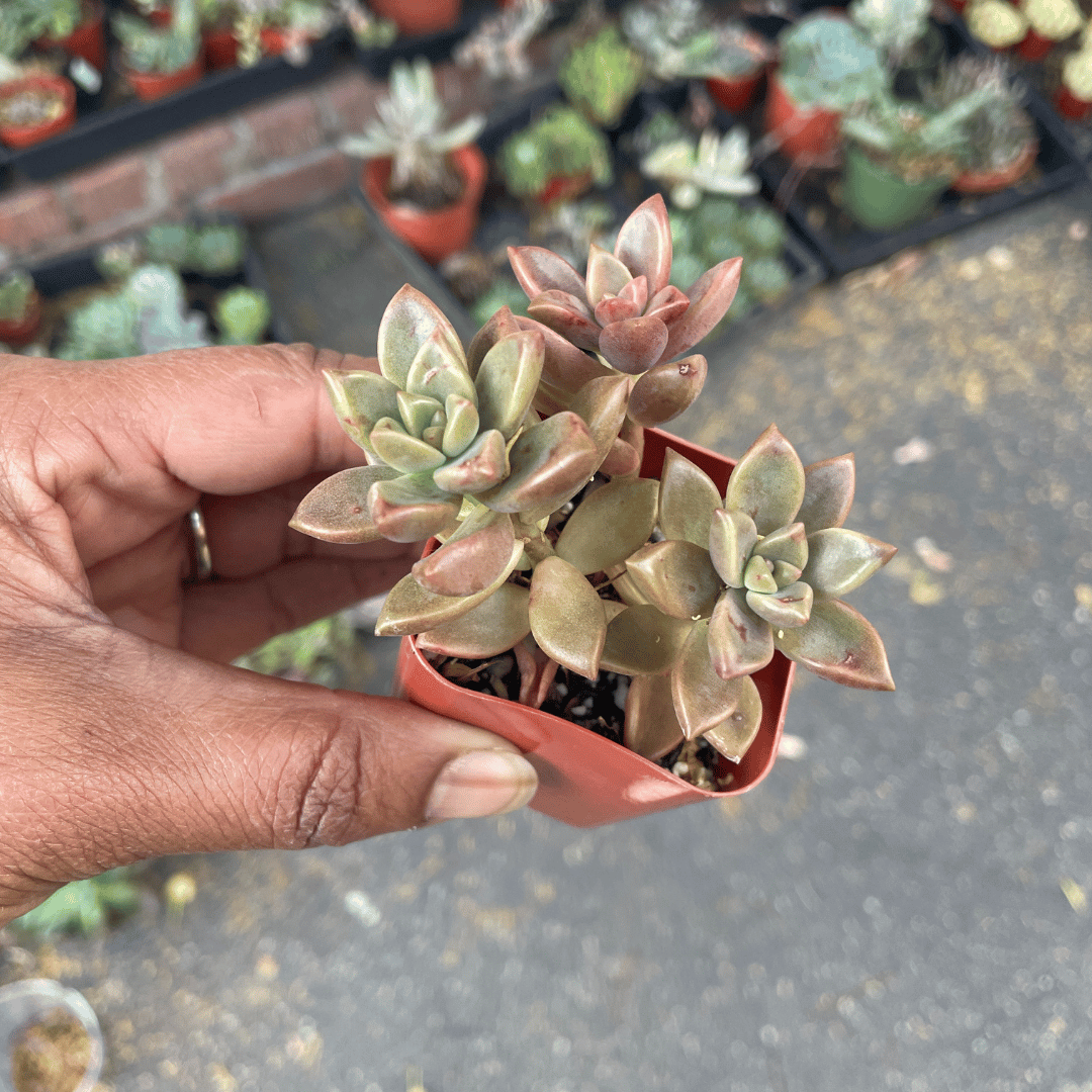 Graptosedum Vera Higgins