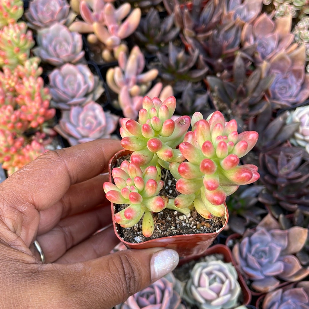 sedum aurora succulent Sedum Rubrutinctum