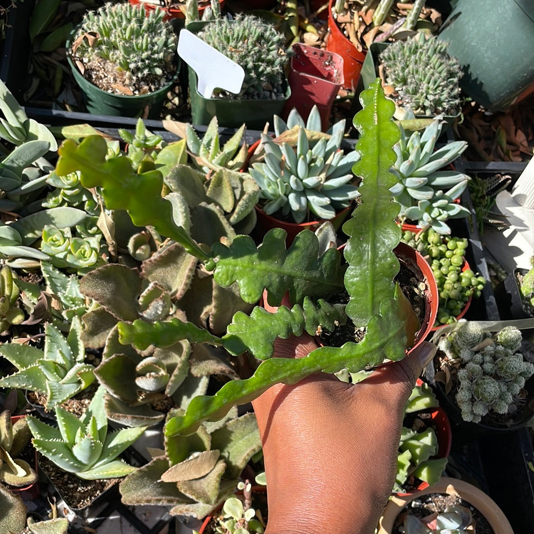 Epiphyllyum Anguliger ‘Fishbone Cactus’