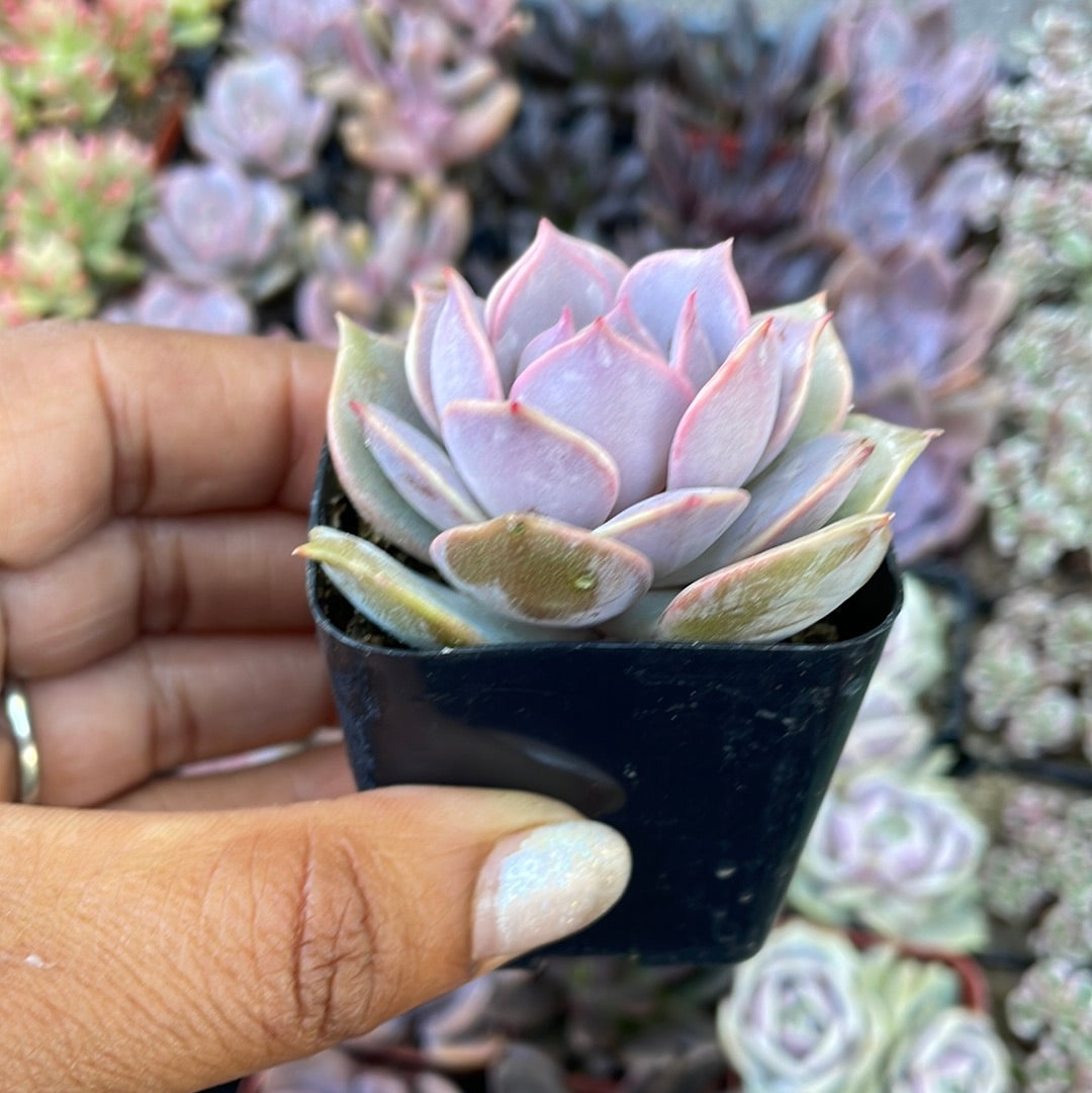 Echeveria var - pink