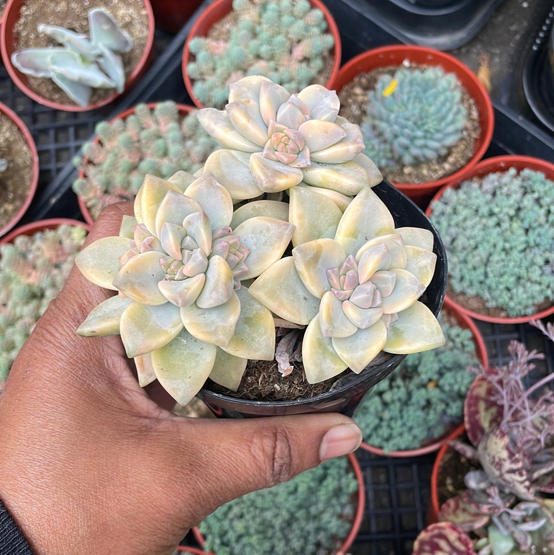 Graptoveria Jester
