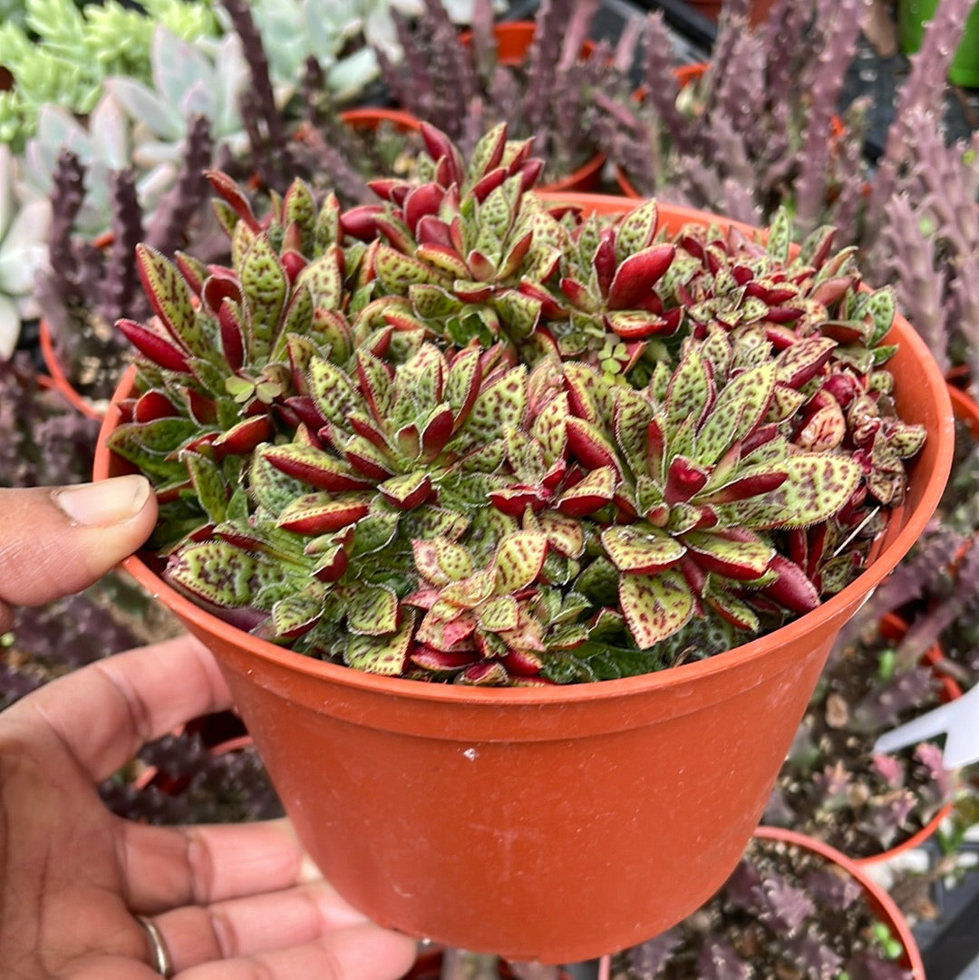 Crassula Tiger Jade succulent