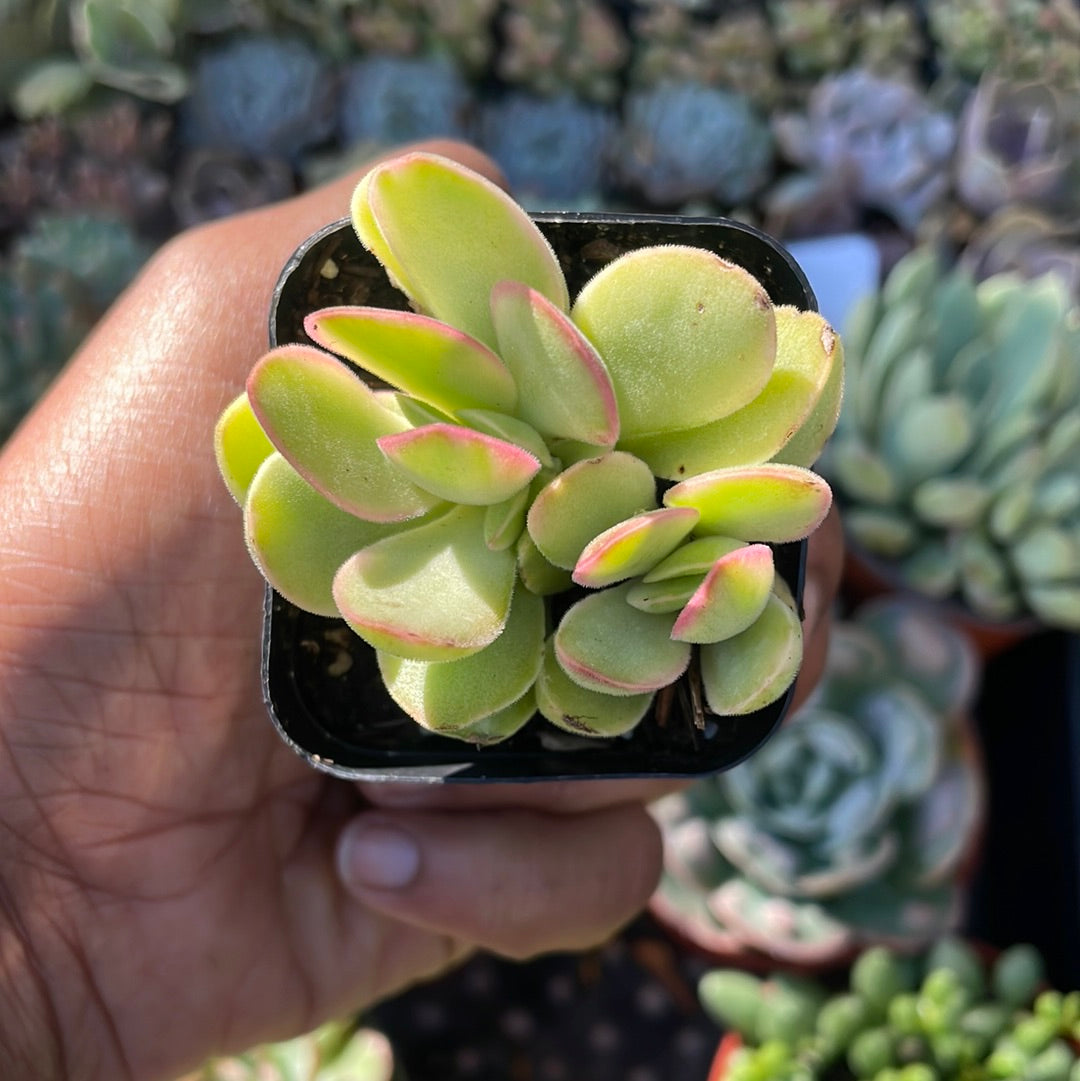 Crassula swaziensis Variegata 'Money Maker’