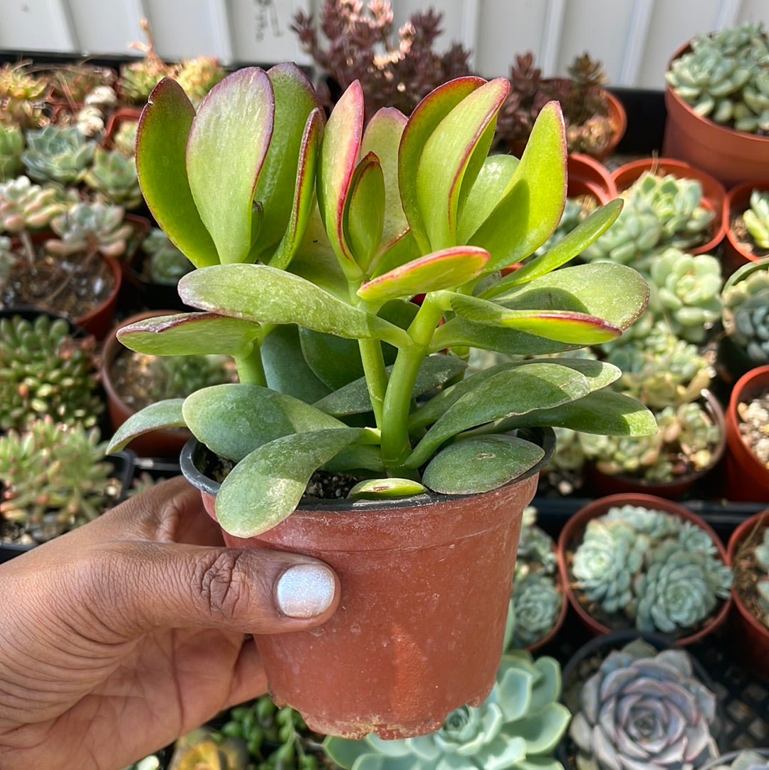 Crassula Ovata - Jade Plant