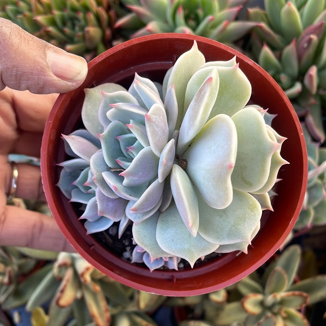 Echeveria Lola Gone Wild Succulent