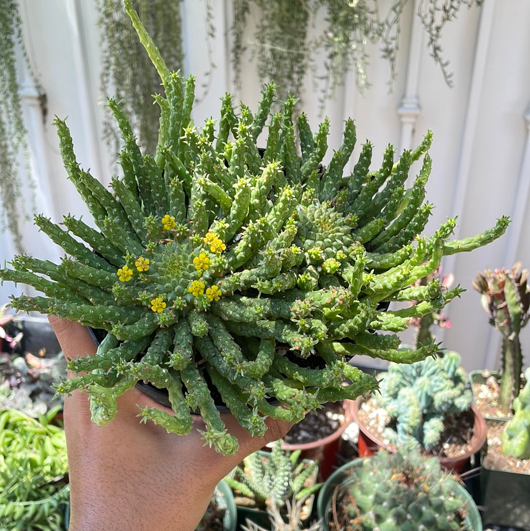 Medusa
