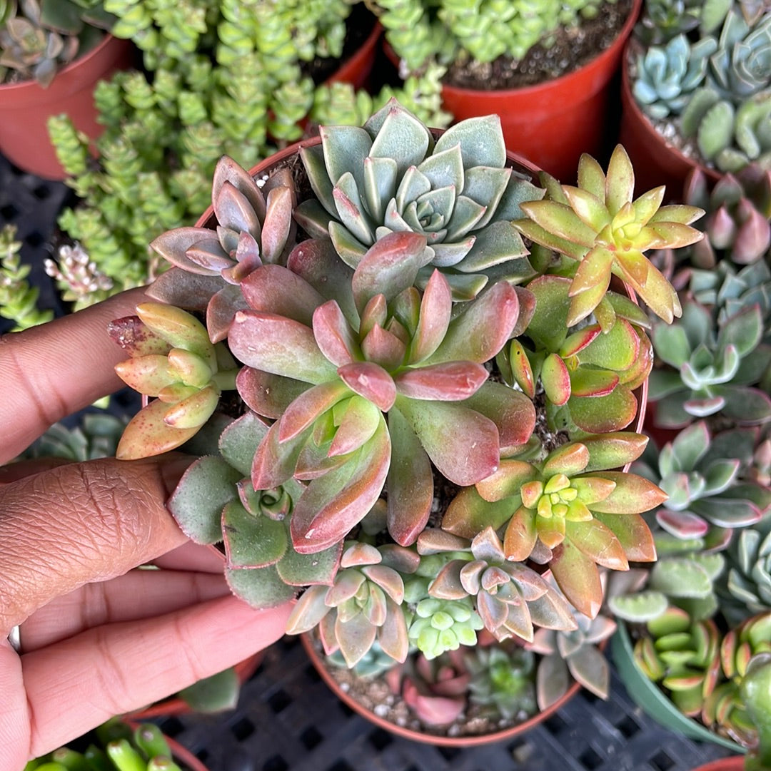 Mixed Succulents