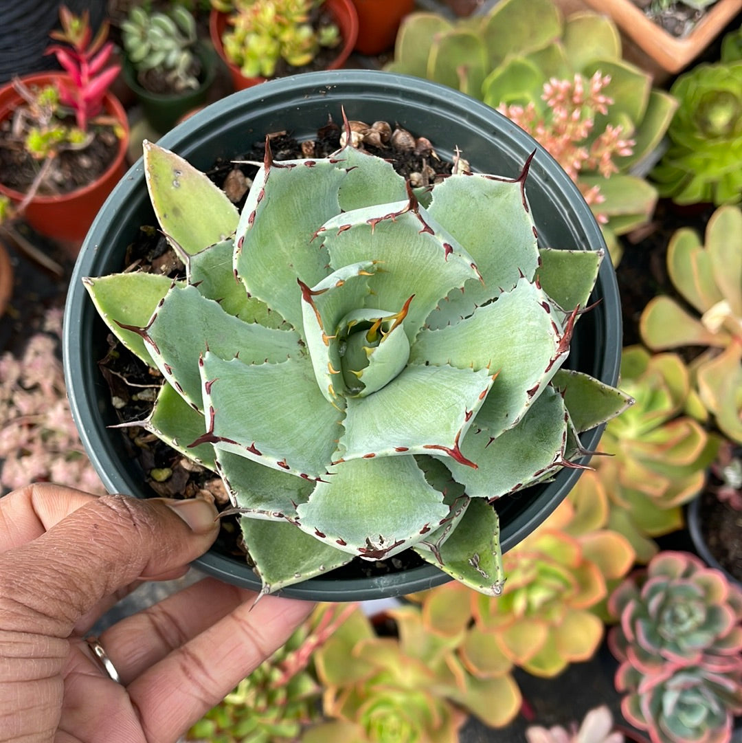 Agave Potatorum Succulent