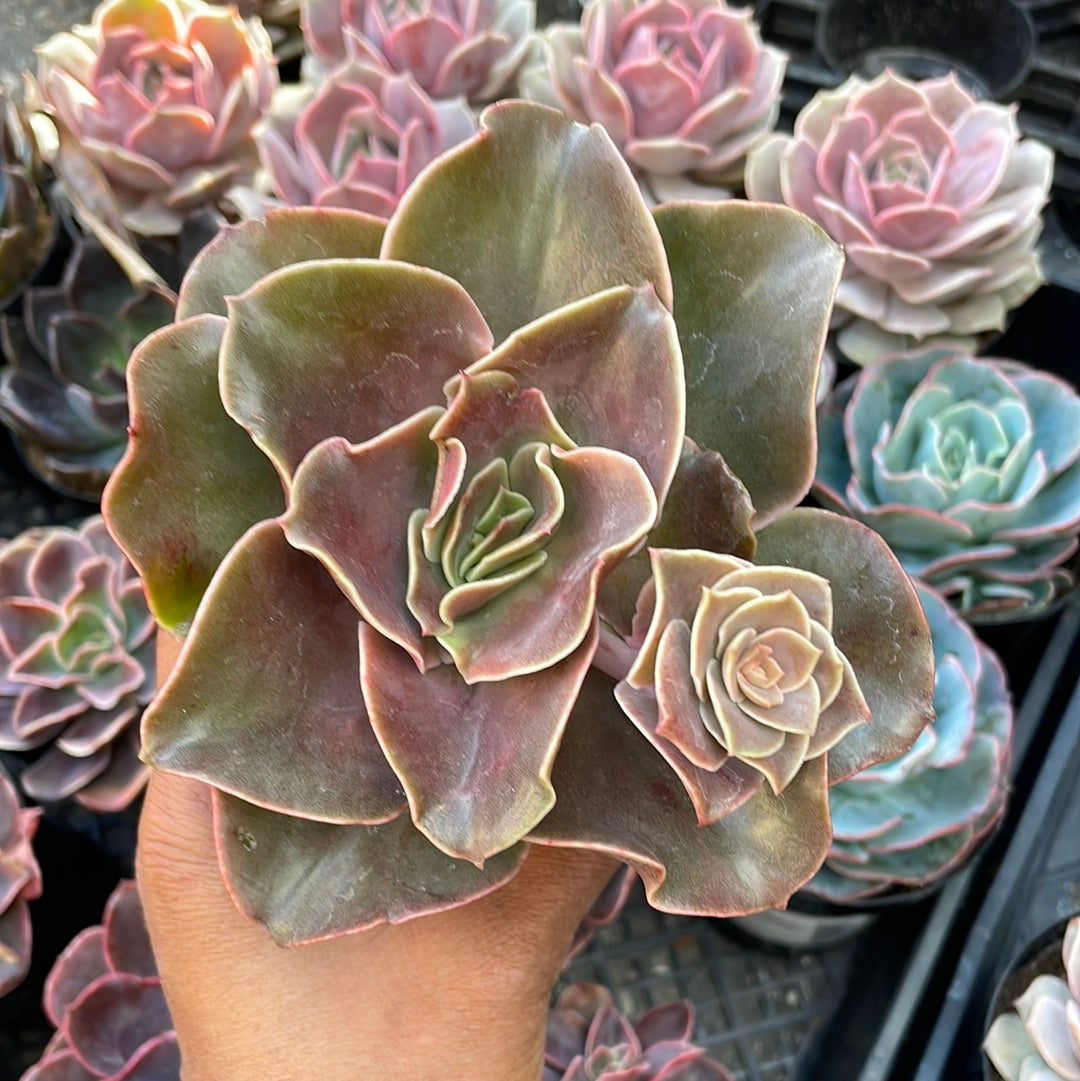 Echeveria ‘Fireglow’ Succulent