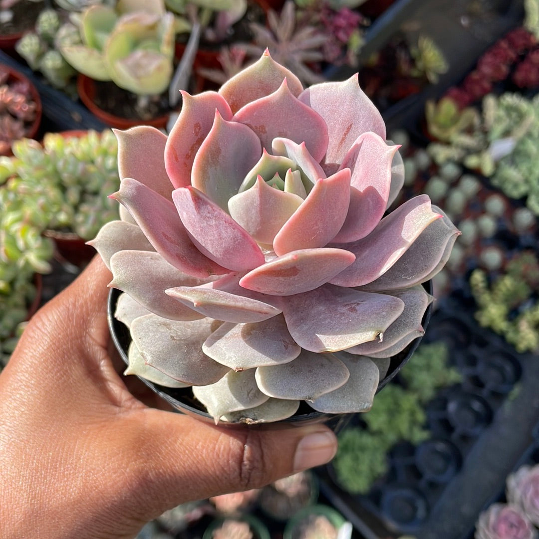 Echeveria Pink Diamond Succulent