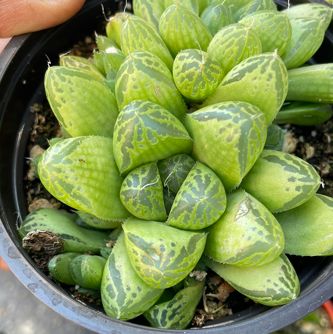 Haworthia Cooperi var