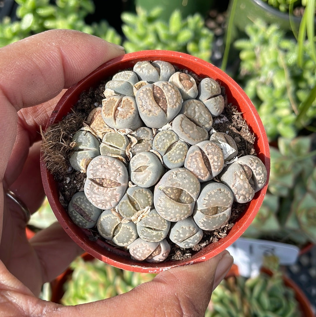 Lithops