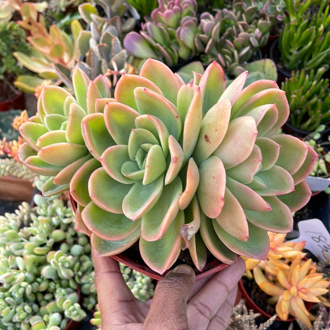 Echeveria Palida Succulent