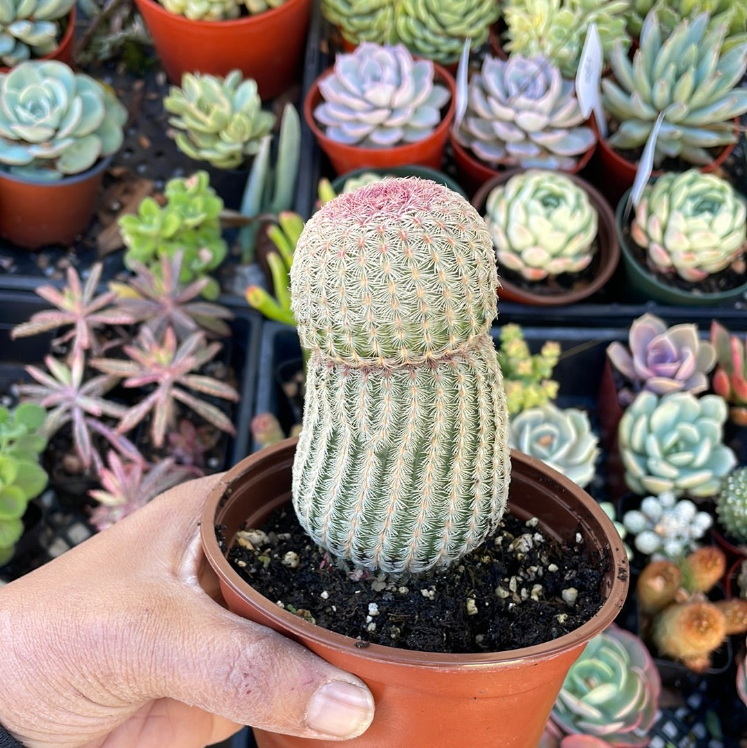 Rainbow Hedgehog Cactus