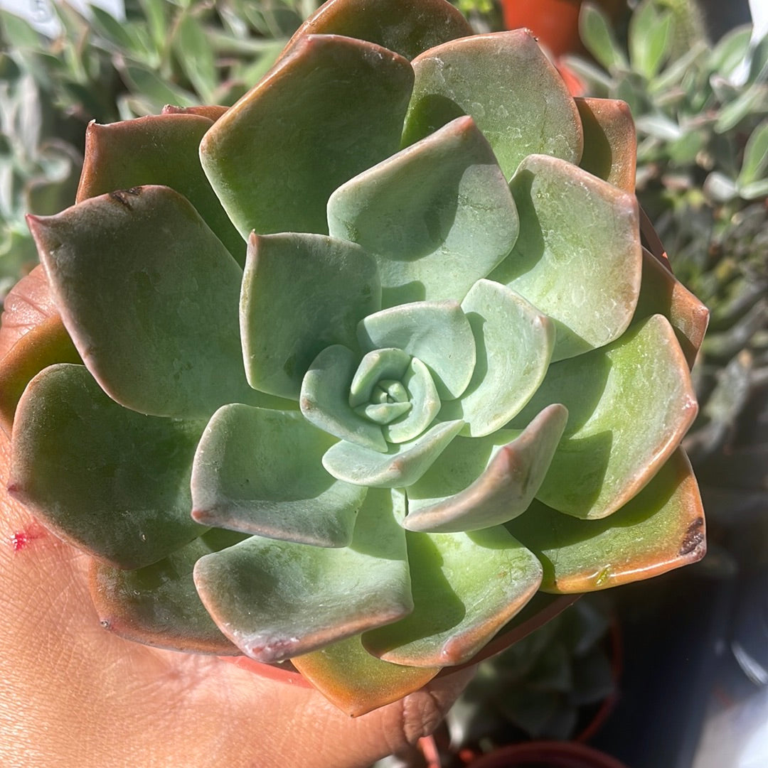 blue prince succulent Echeveria Blue Prince – Just Succ It