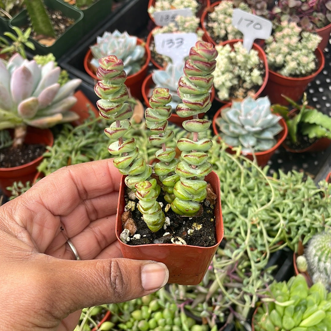 Crassula Baby Necklace Succulent