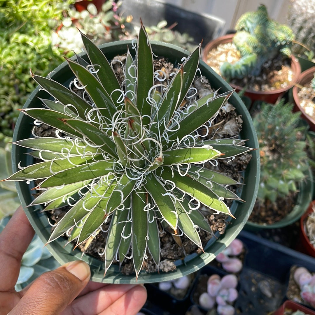 Agave Leopoldii