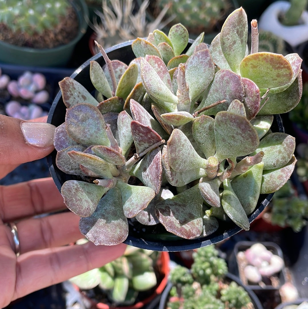 Adromischus Triflorus - Calico Hearts