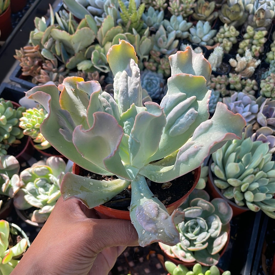 Echeveria Culibra