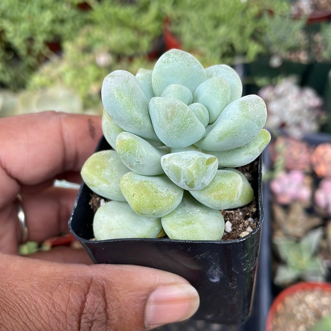 Pachyphytum var