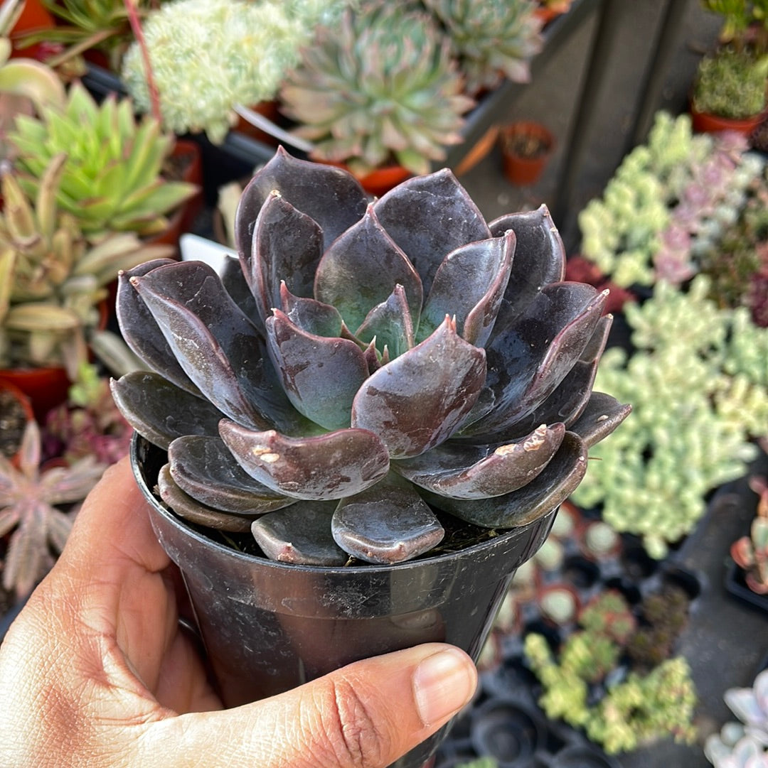 Echeveria Dark Moon Succulent