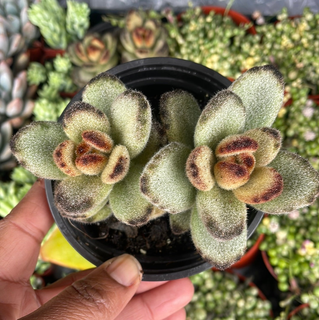 Kalanchoe Tomentosa - Teddy Bear