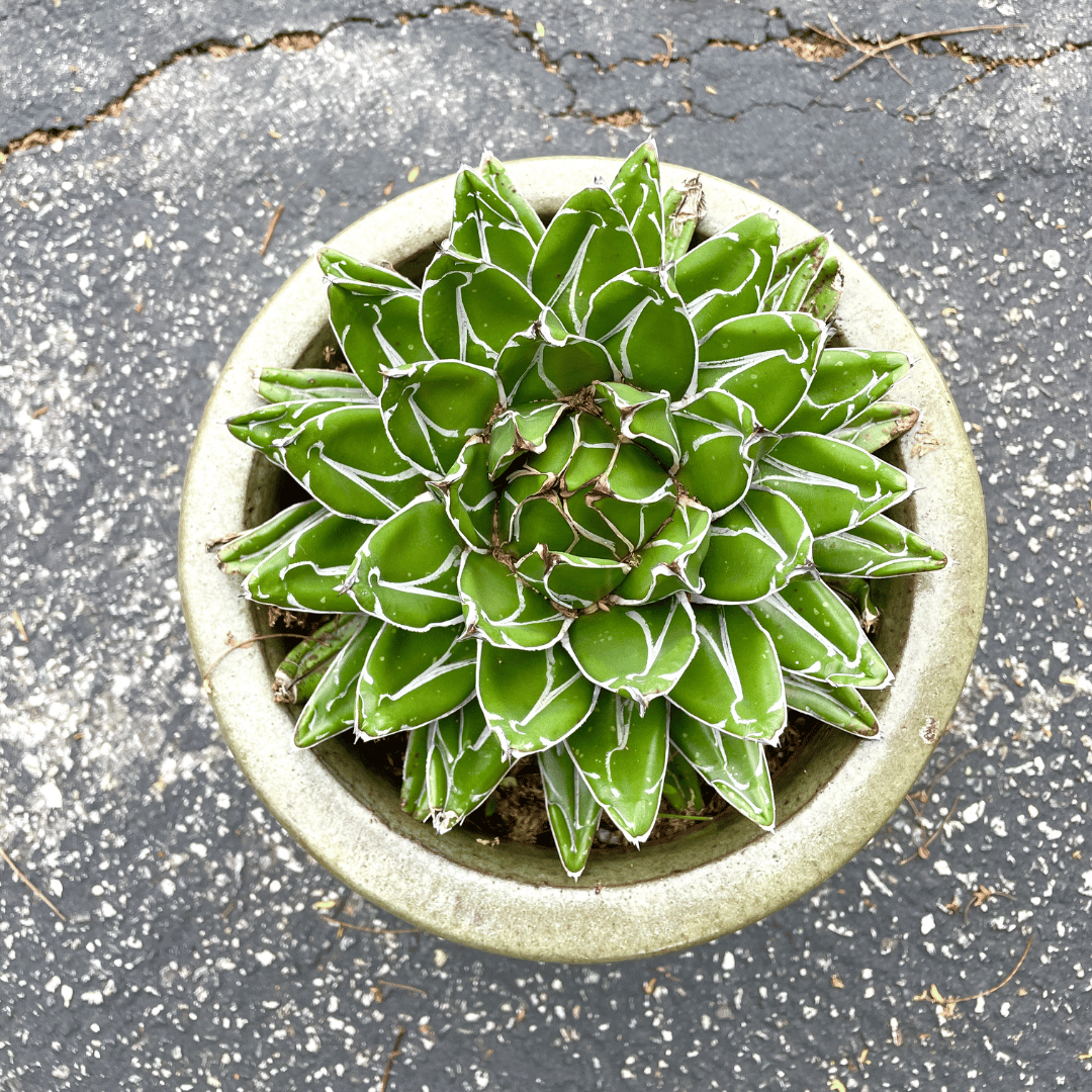 Agave Victoriae-Reginae - Queen Victoria Agave
