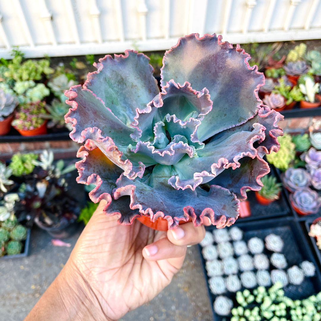 Echeveria Party Dress
