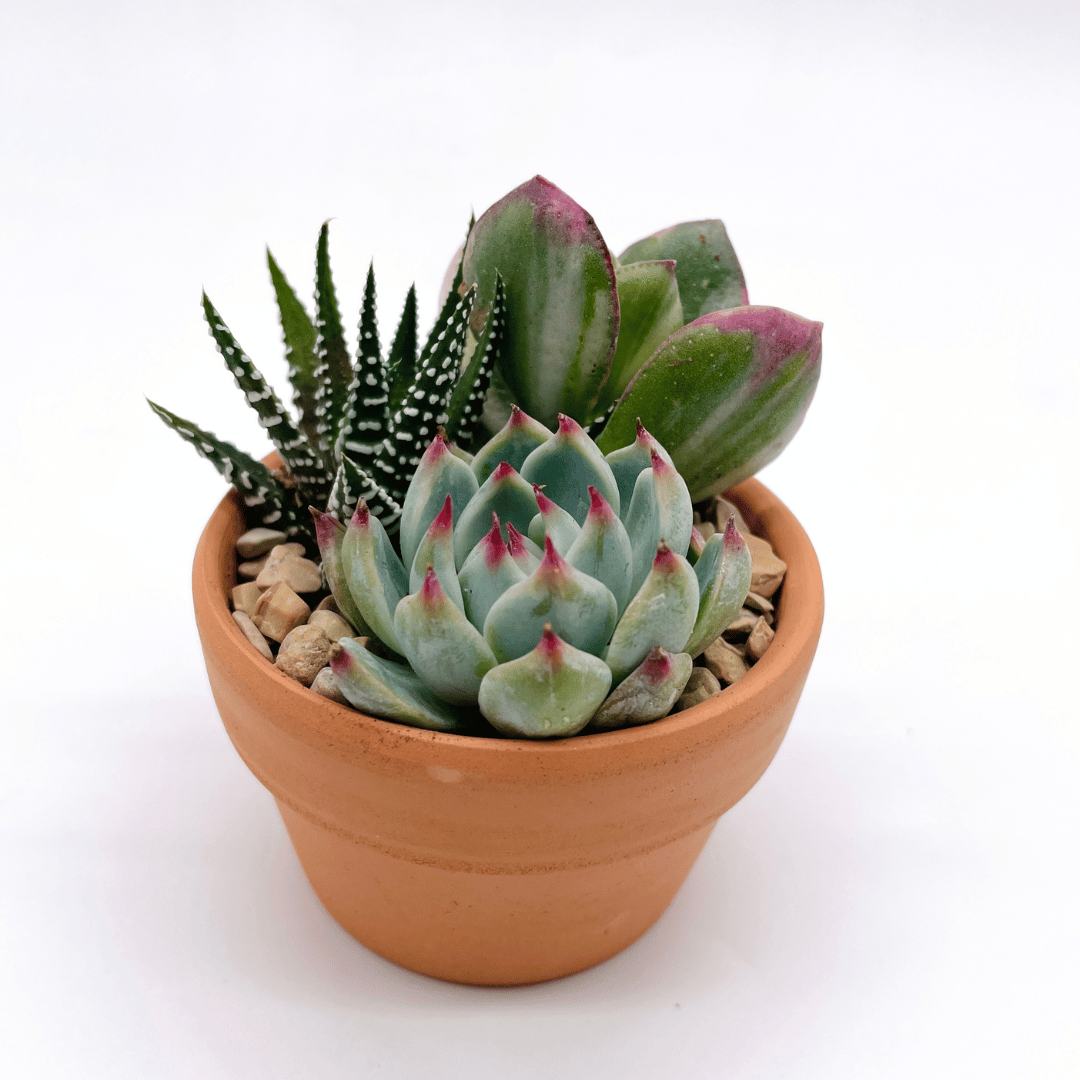 succulent plant arrangement Mini Succulent Arrangement