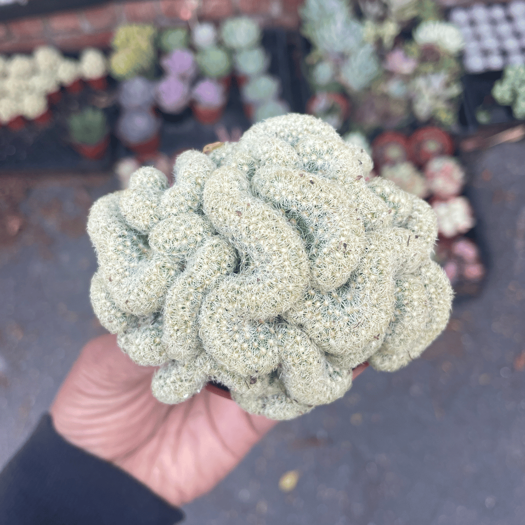 brain plant succulent Mammillaria Elongata Cristata