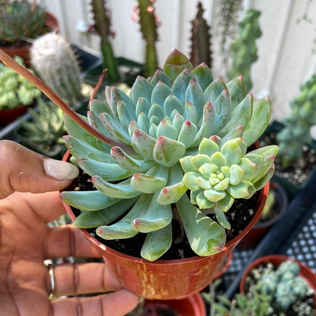 Sedeveria Blue Elf
