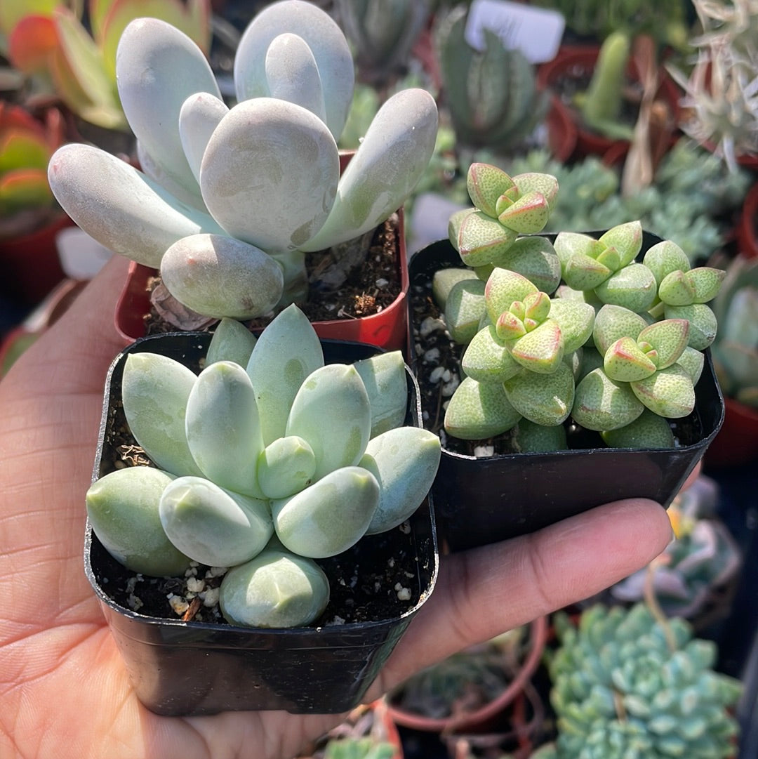 Chonky Trio