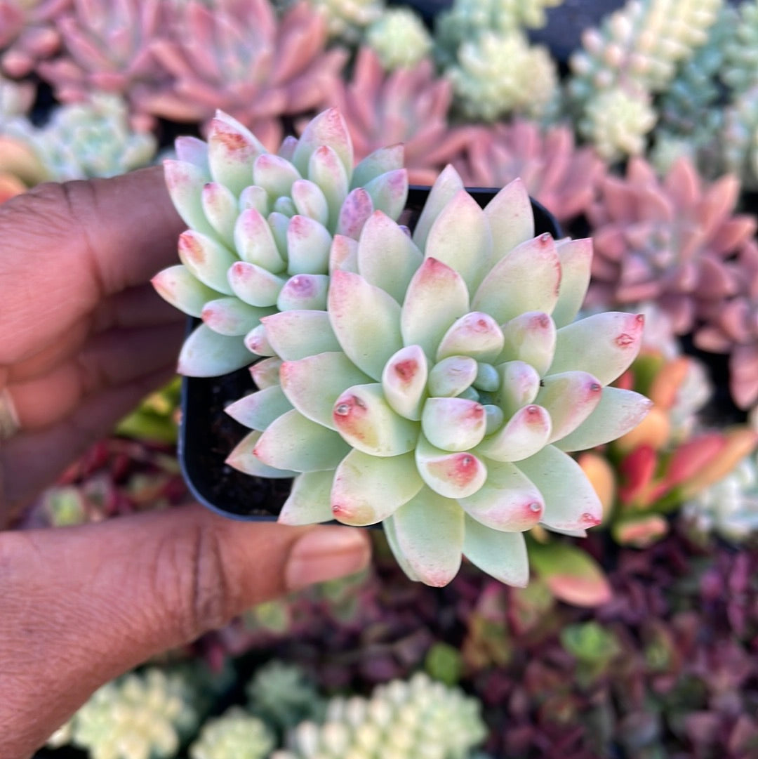 succulent silver Sedeveria Silver Frost Succulent