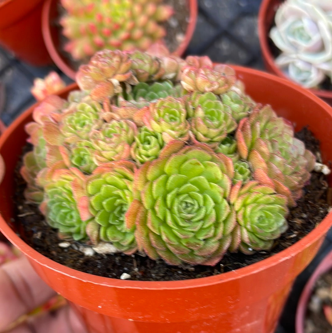 Rosularia Platyphylla Succulent Plant/Turkish Stonecrop