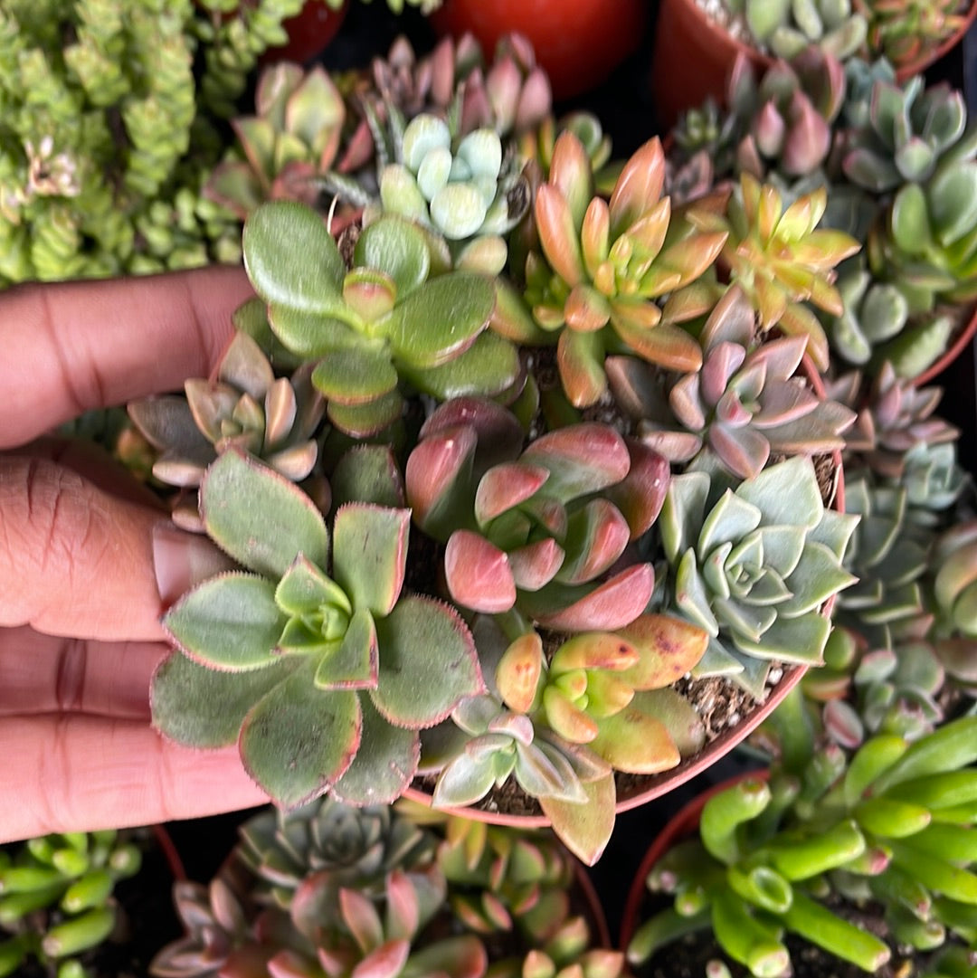 Mixed Succulents